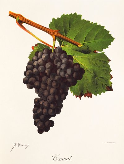 Tannat grape by Jules Troncy