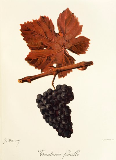 Teinturier Femelle grape by Jules Troncy