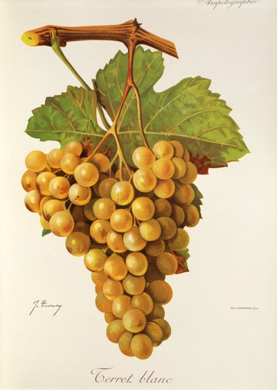Terret Blanc grape by Jules Troncy