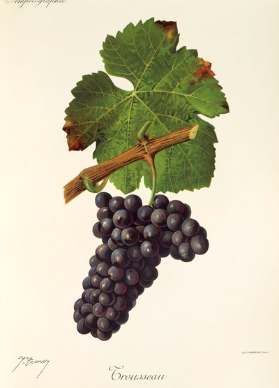 Trousseau Grape by Jules Troncy