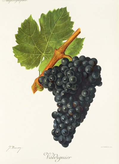 Valdiguier grape by Jules Troncy