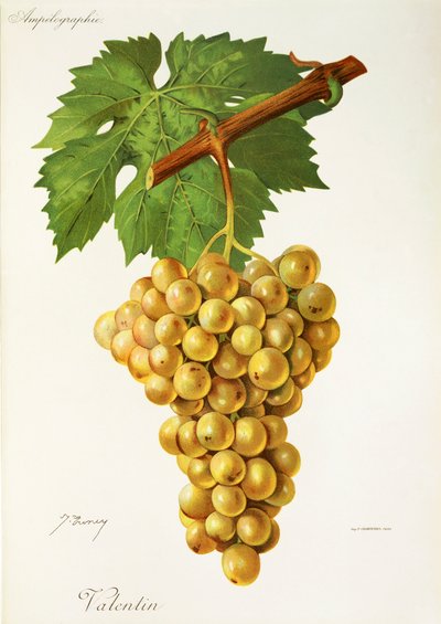 Valentin grape by Jules Troncy