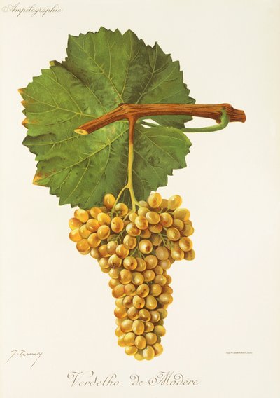 Verdelho de Madere Grape by Jules Troncy