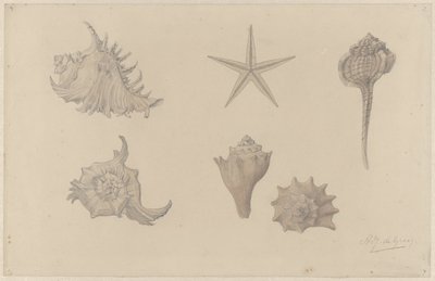 Study Sheet with Shells by Julie de Graag