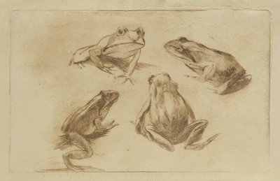 Frogs by Julius Wohlers