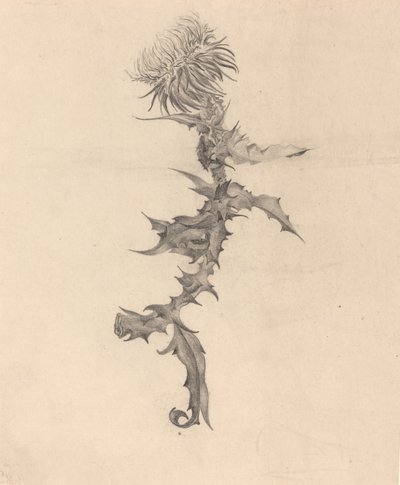Thistle by Karel Vitezslav Masek