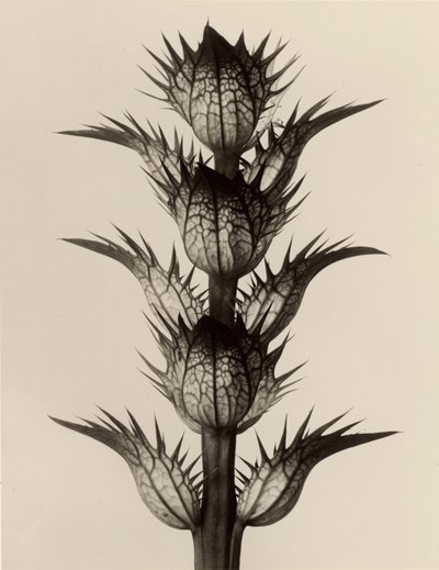 Acanthus mollis by Karl Blossfeldt