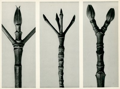 Cornus Nuttallii, 1929 by Karl Blossfeldt