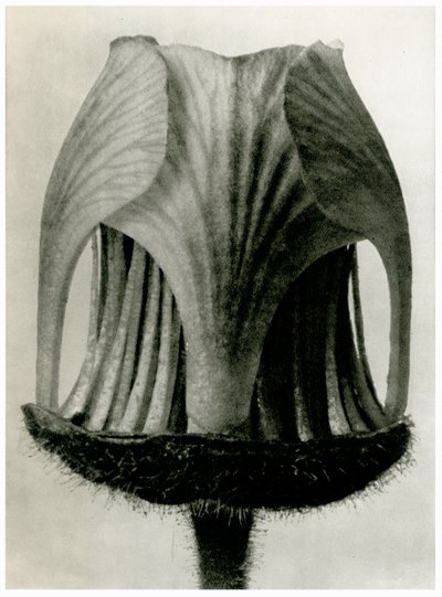 Geum Rivale by Karl Blossfeldt