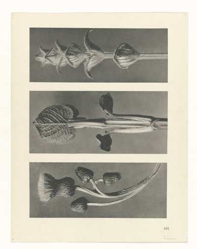 Plant Study by Karl Blossfeldt