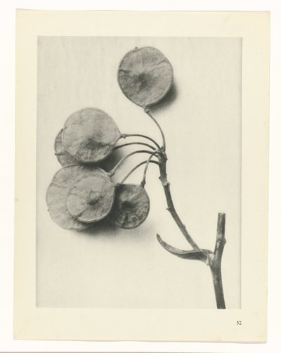 Plant Study by Karl Blossfeldt