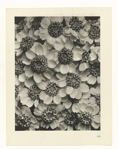 Plant Study by Karl Blossfeldt
