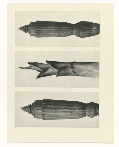 Plant Study by Karl Blossfeldt