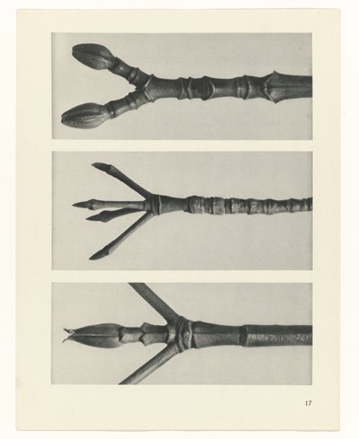 Plant Study by Karl Blossfeldt