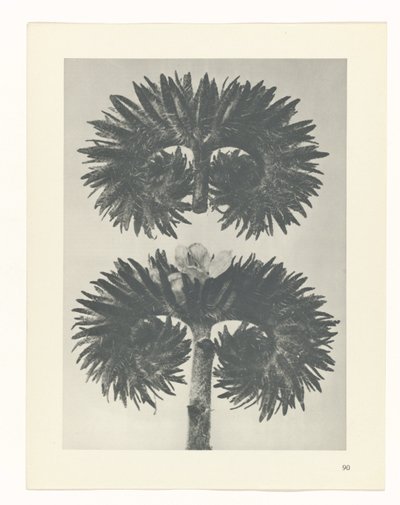 Plant Study by Karl Blossfeldt