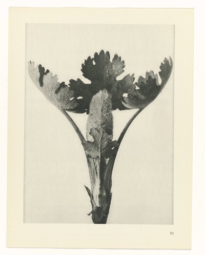 Plant Study by Karl Blossfeldt