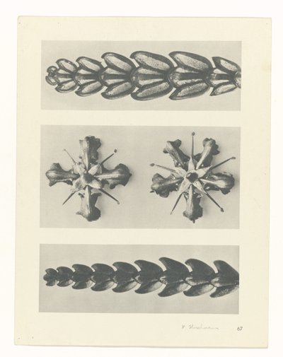 Plant Study by Karl Blossfeldt