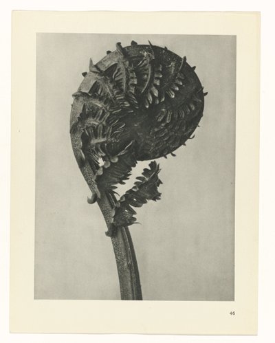 Plant Study by Karl Blossfeldt