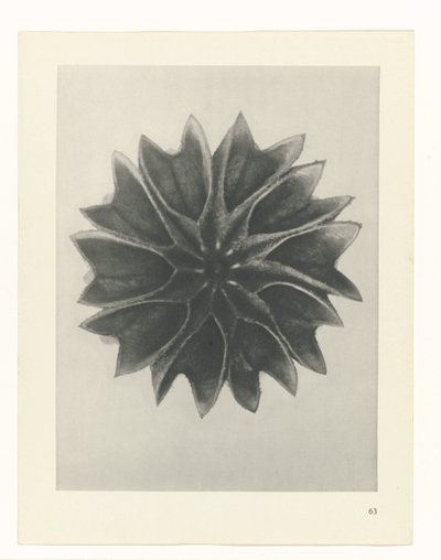 Plant Study (Urformen der Kunst series) by Karl Blossfeldt