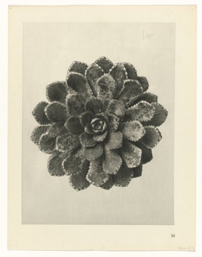 Plant Study (Urformen der Kunst series) by Karl Blossfeldt