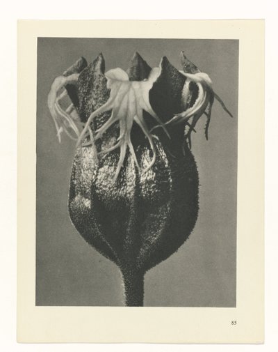 Plant Study (Urformen der Kunst series) by Karl Blossfeldt