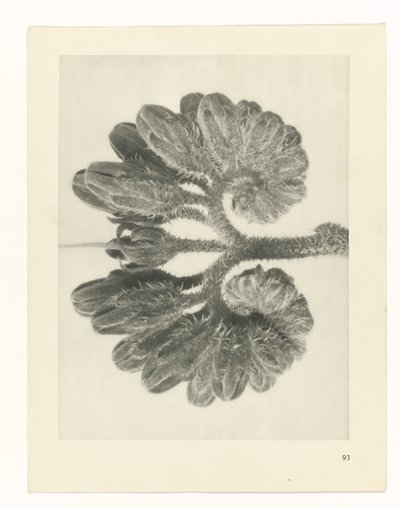 Plant Study (Urformen der Kunst series) by Karl Blossfeldt