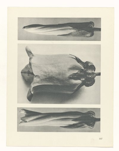 Plant Study (Urformen der Kunst series) by Karl Blossfeldt