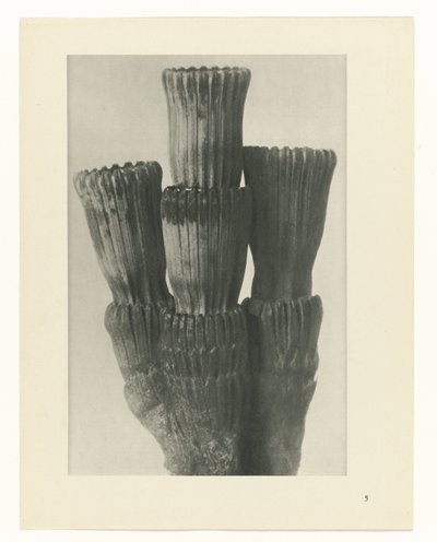 Plant Study (Urformen der Kunst series) by Karl Blossfeldt
