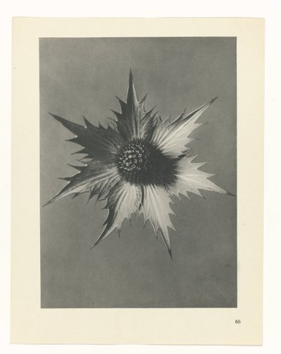 Plant Study (Urformen der Kunst series) by Karl Blossfeldt