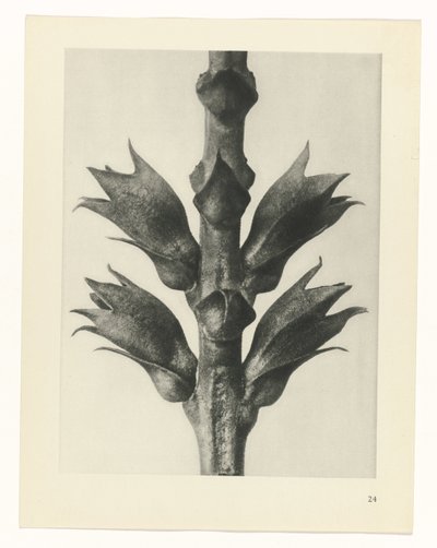 Plant Study (Urformen der Kunst series) by Karl Blossfeldt