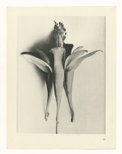 Plant Study (Urformen der Kunst series) by Karl Blossfeldt