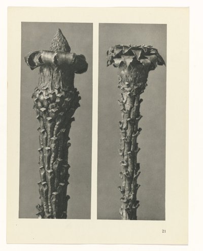 Plant Study (Urformen der Kunst series) by Karl Blossfeldt