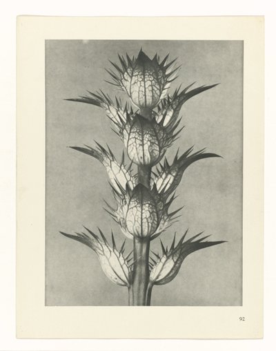 Plant Study (Urformen der Kunst series) by Karl Blossfeldt