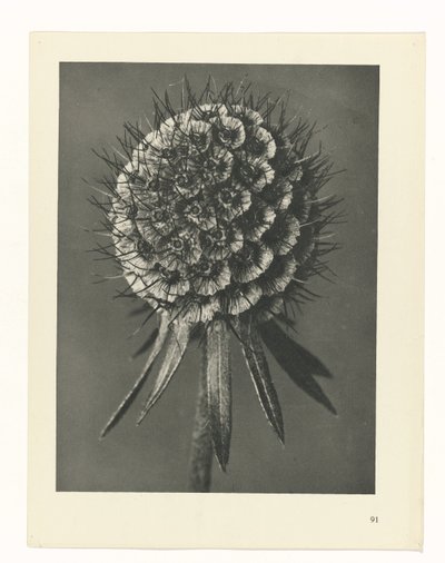 Plant Study (Urformen der Kunst series) by Karl Blossfeldt