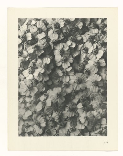 Plant Study (Urformen der Kunst series) by Karl Blossfeldt