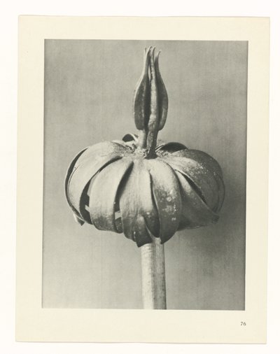 Plant Study (Urformen der Kunst series) by Karl Blossfeldt