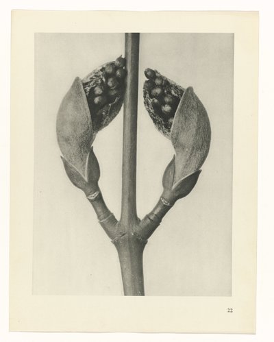 Plant Study (Urformen der Kunst series) by Karl Blossfeldt