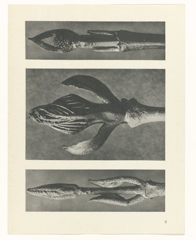 Plant Study (Urformen der Kunst series) by Karl Blossfeldt