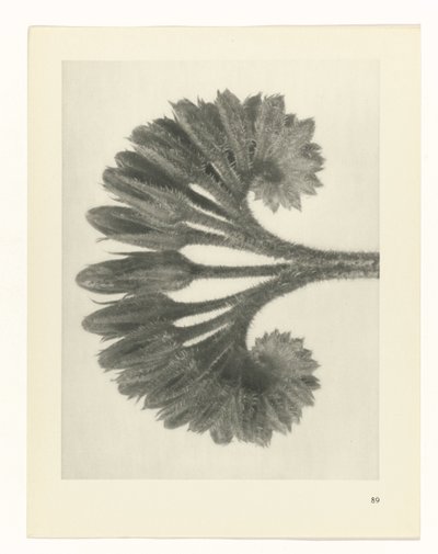 Plant Study (Urformen der Kunst series) by Karl Blossfeldt