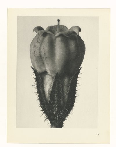 Plant Study (Urformen der Kunst series) by Karl Blossfeldt