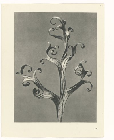 Plant Study (Urformen der Kunst series) by Karl Blossfeldt