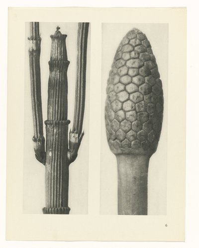 Plant Study (Urformen der Kunst series) by Karl Blossfeldt