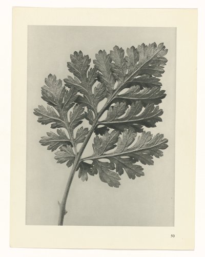 Plant Study (Urformen der Kunst series) by Karl Blossfeldt