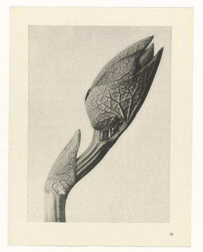 Plant Study (Urformen der Kunst series) by Karl Blossfeldt