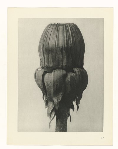 Plant Study (Urformen der Kunst series) by Karl Blossfeldt