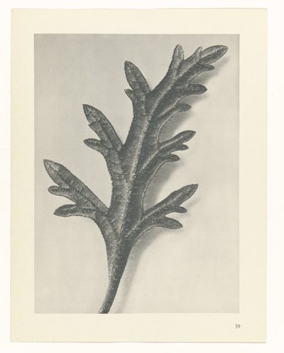 Plant Study (Urformen der Kunst series) by Karl Blossfeldt