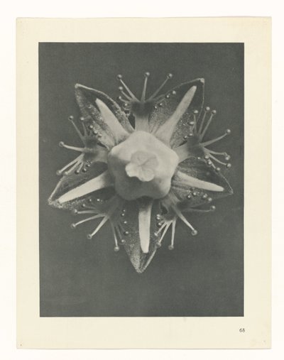 Plant Study (series title: Urformen der Kunst) by Karl Blossfeldt