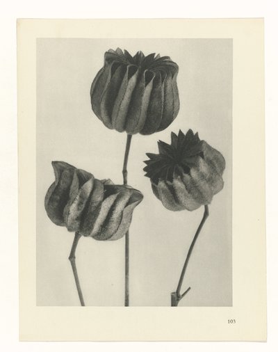 Plant Study (series title: Urformen der Kunst) by Karl Blossfeldt