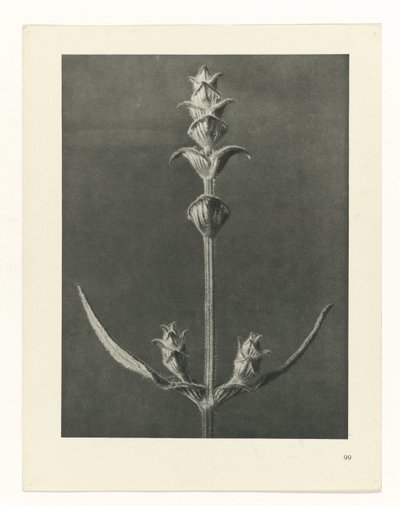 Plant Study (series title: Urformen der Kunst) by Karl Blossfeldt