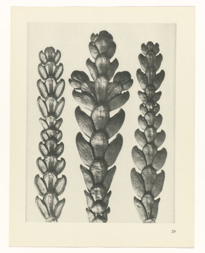 Plant Study (series title: Urformen der Kunst) by Karl Blossfeldt